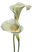 Calla Lilies - Free PNG