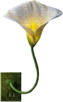 calla flower 2 - ücretsiz png