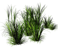 трава - besplatni png