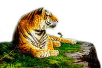 Y.A.M._Animals tiger - png gratis