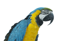 Parrot birds bp - фрее пнг