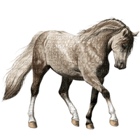 Horse - δωρεάν png