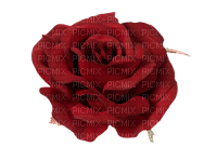 Rose Rouge Fleur:) - png ฟรี