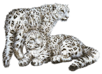 snow leopard - png ฟรี