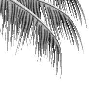 soave deco summer palm border animated black white - GIF animé gratuit