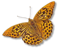 BUTTERFLY - бесплатно png