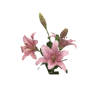 fleur lys-flower