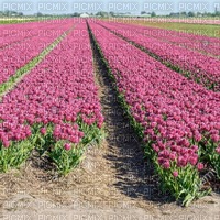 Pink Flowery Field - gratis png