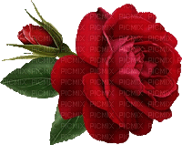fleur rouge - Gratis animerad GIF