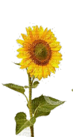 TOURNESOL sunflower gif - Free animated GIF