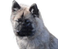 koira, doc, chien - 免费PNG