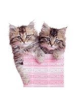 Kaz_Creations Cats Cat Kittens Kitten