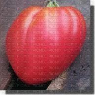 tomate - png gratis
