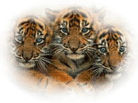 bébé tigre - PNG gratuit
