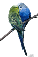 Vogel oiseau bird - Ilmainen animoitu GIF