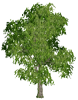 arbre - GIF animasi gratis