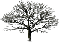 tree anastasia - zdarma png