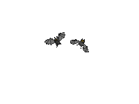 bats - Безплатен анимиран GIF