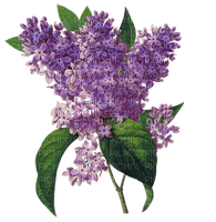 lilac deco - png grátis