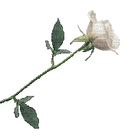 rosa blanca - GIF animado grátis