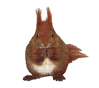 Squirrel - Bezmaksas animēts GIF