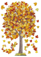 Baum, Herbst, Tree, autumn