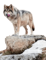 Loup sur rocher - png gratis
