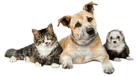 Kaz_Creations Cartoon Cat Kitten Dog Pup Ferret - PNG gratuit