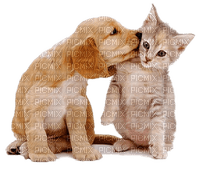 chien & chat - zdarma png