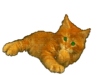 Кот - Darmowy animowany GIF