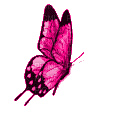 PINK BUTTERFLY GIF papillon pink