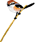 bird - Gratis animerad GIF