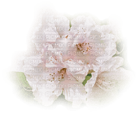 blomma--flower--pink--rosa - Free PNG