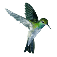 hummingbird Bb2 - nemokama png