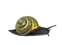 Kaz_Creations Snail - png ฟรี