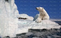 polar bear bp - ingyenes png