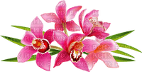orchids Bb2 - png ฟรี
