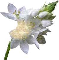 flower - Δωρεάν κινούμενο GIF