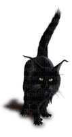 black cat - png gratis
