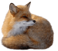 Kaz_Creations Animals Fox - безплатен png