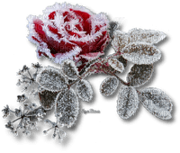 fleur de hiver givre rose winter