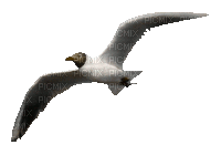 bird (created with gimp) - GIF animate gratis
