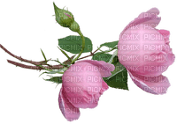 ruusu, rose, kukka, flower, fleur - nemokama png