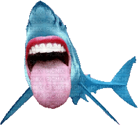 shark fun gif (created with gimp) - 免费动画 GIF