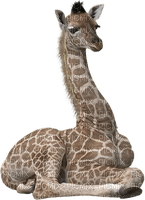 girafe - Free PNG