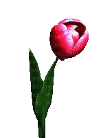 fleur, tulipe, red, gif,vintage, Orabel - Δωρεάν κινούμενο GIF