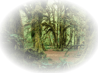 erdő - PNG gratuit
