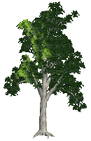 treeGS - Gratis animerad GIF