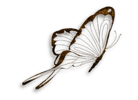 butterfly1 - png gratuito