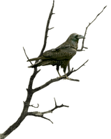 corbeau-branche-raven-tree-nigh-halloween